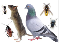 A Bee Pest Control